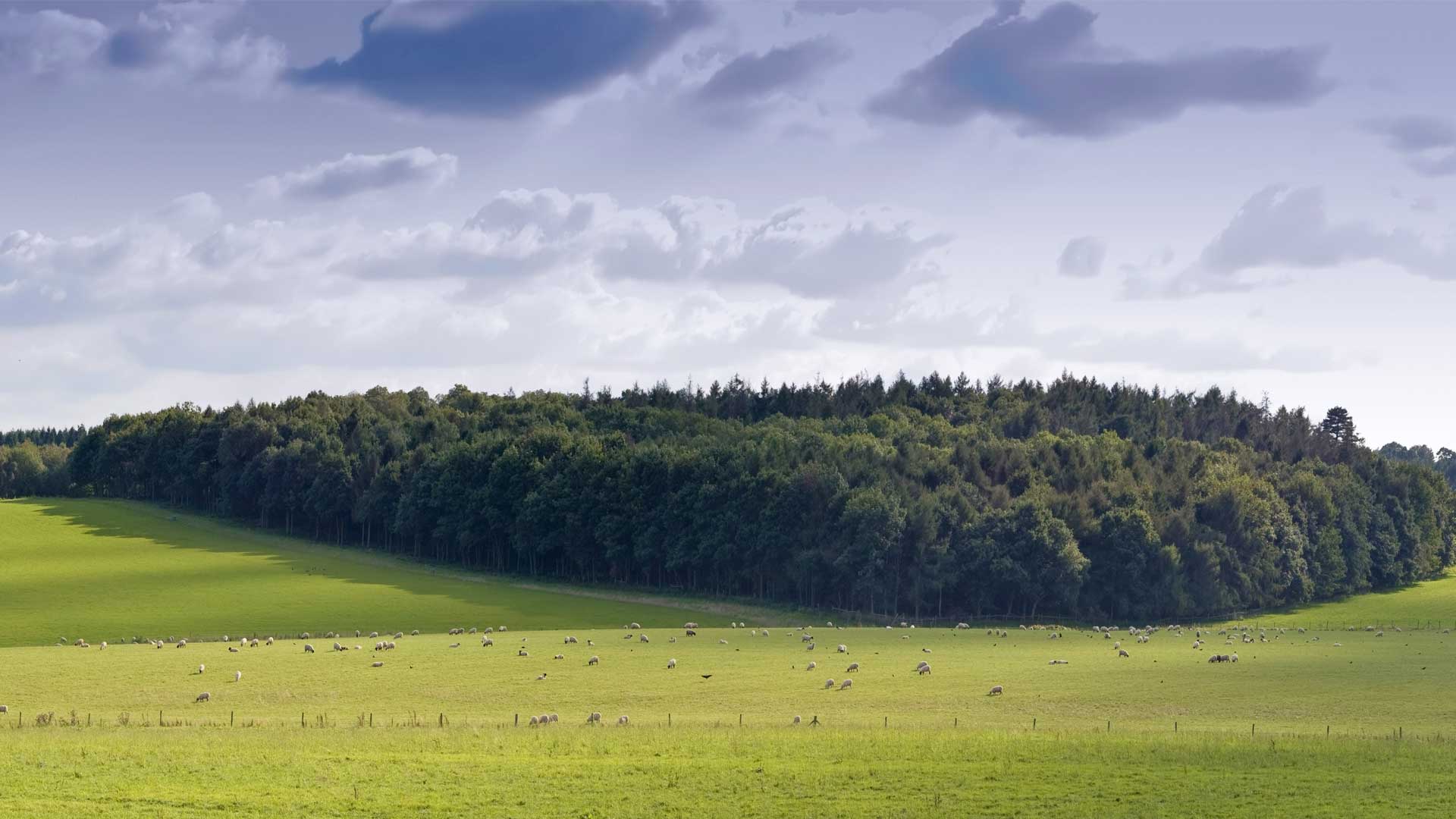Broom header image
