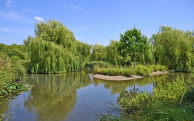 Why Green Space Matters More Than Ever